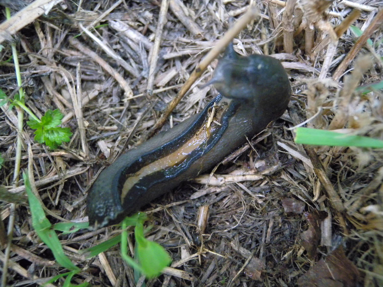 Limax amaliae vicino Paullo (MI)